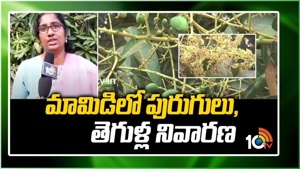 Prevention Of Insects And Pests In Mango