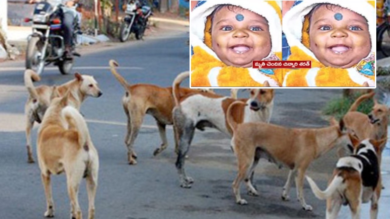 Dog Attack Baby Dies హైదరాబాద్ షేక్‌పేటలో విషాదం.. కుక్కల దాడిలో