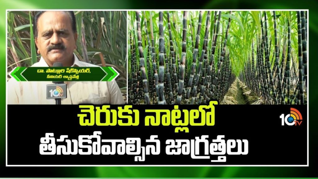 Sugarcane Farming Guide,Cultivation For Beginners