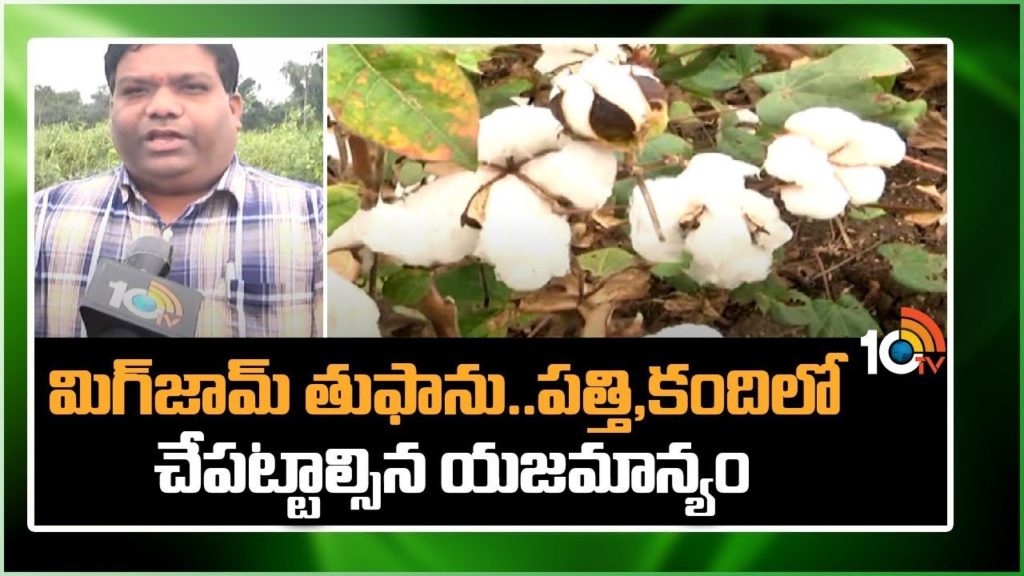 red Gram , Cotton Cultivation