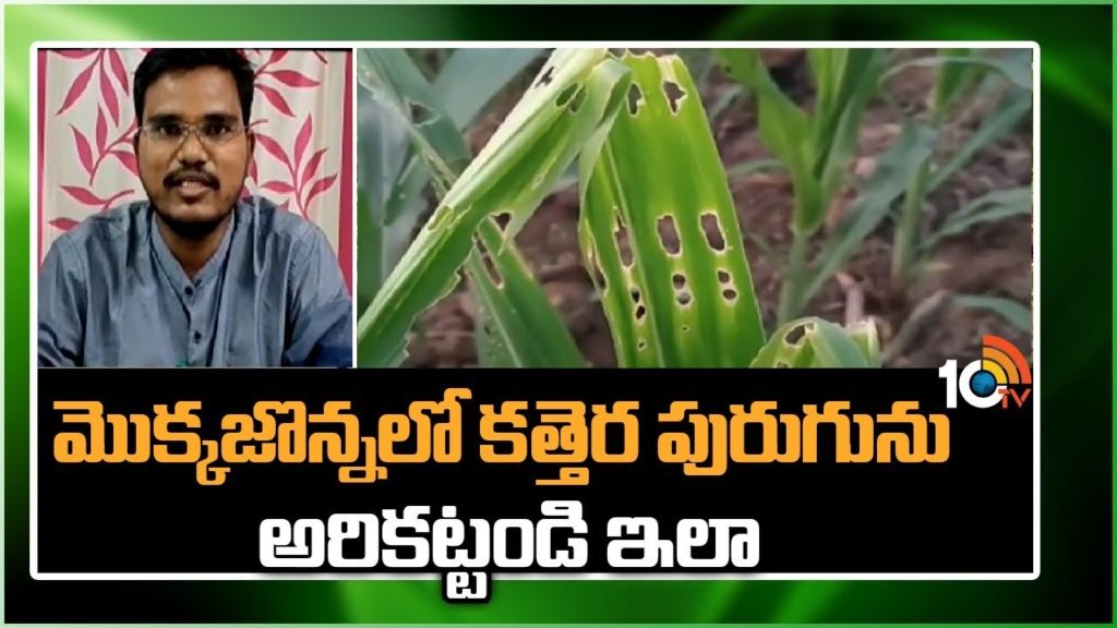 Armyworm Management in Corn Crop