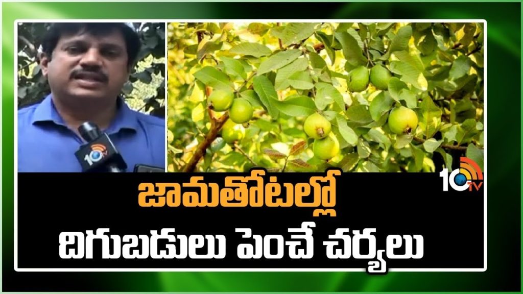 Growth Performance of Guava Cultivation