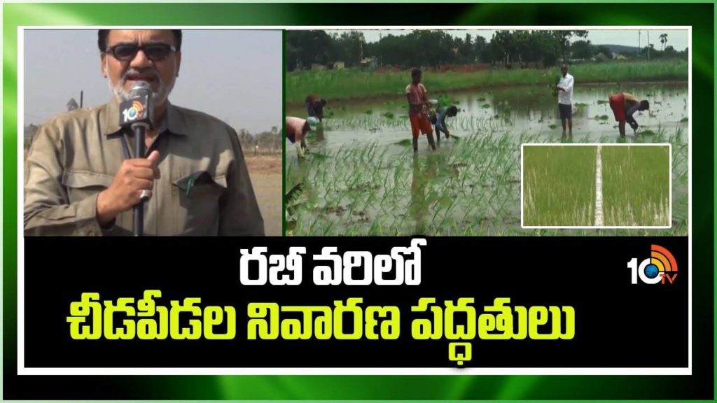 Paddy Cultivation