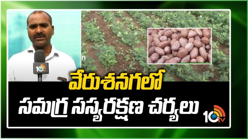 Integrated Pest Management in Groundnut