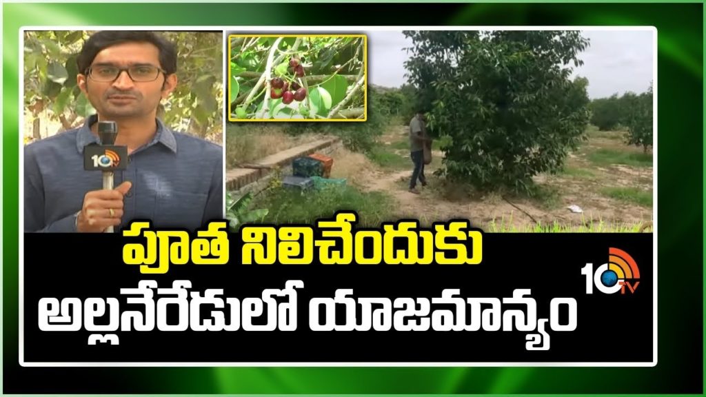 Jamun Cultivation Tips