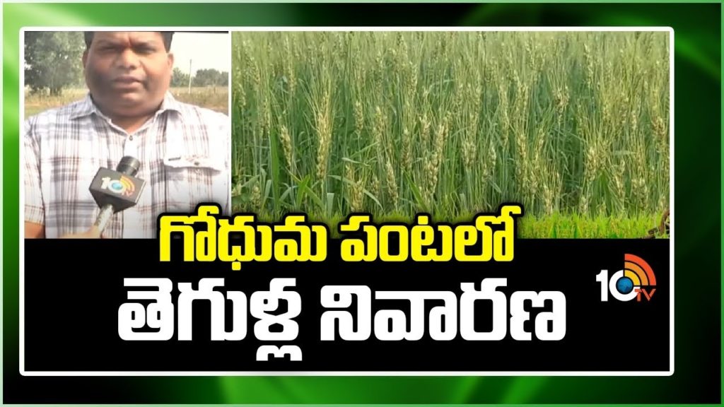 Prevention of Pests in Wheat Cultivation