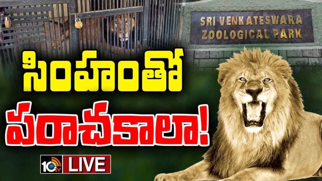 Tirupati Zoo Park Lion Incident