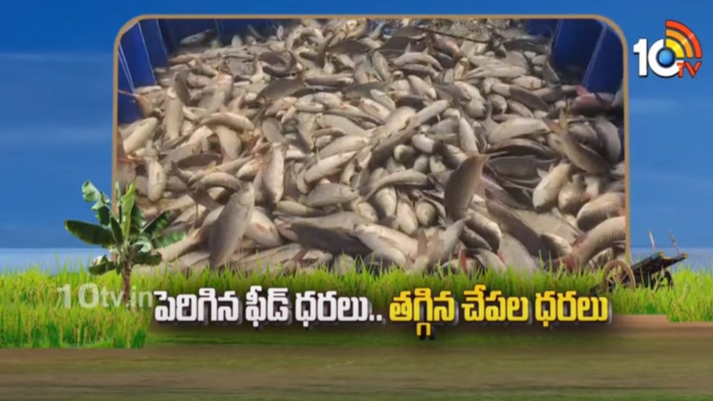 Fall In Fish Prices Due To Increase Feed Price
