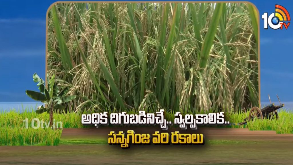 High Profit Rice Varieties for Cultivation Karrif