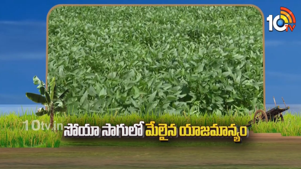 Soya Cultivation ఖరీఫ్‌లో వర్షాధారంగా సోయాచిక్కుడు సాగు.. విత్తన