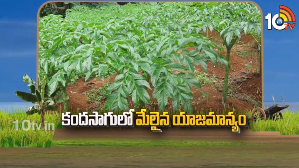 Kanda Yam Cultivation Skills in Telugu