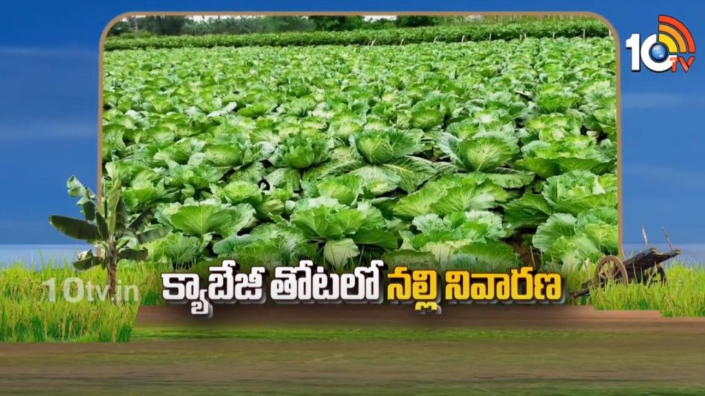 Prevention of Blackheads in Cabbage Crop