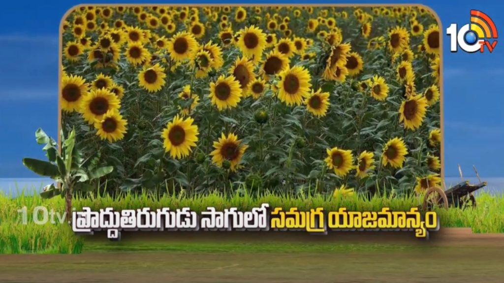 Sunflower Cultivation Tips