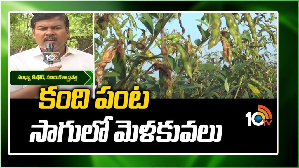 techniques to be followed in kandi crop cultivation