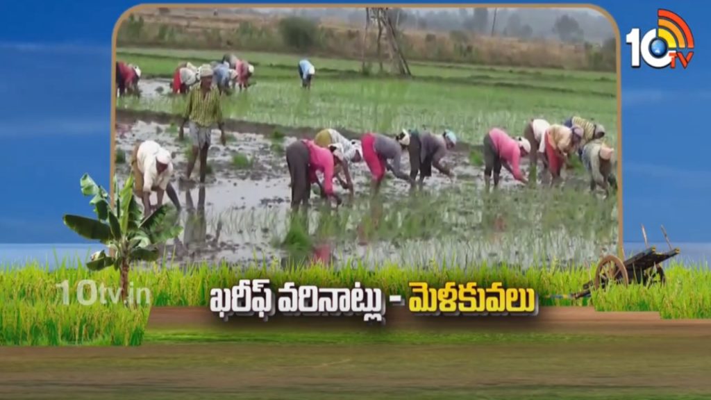 Kharif Season Paddy Cultivation