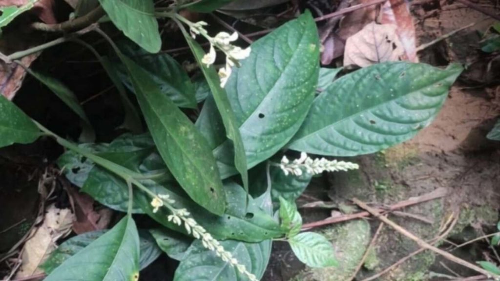 New Plant Species In Arunachal Pradesh