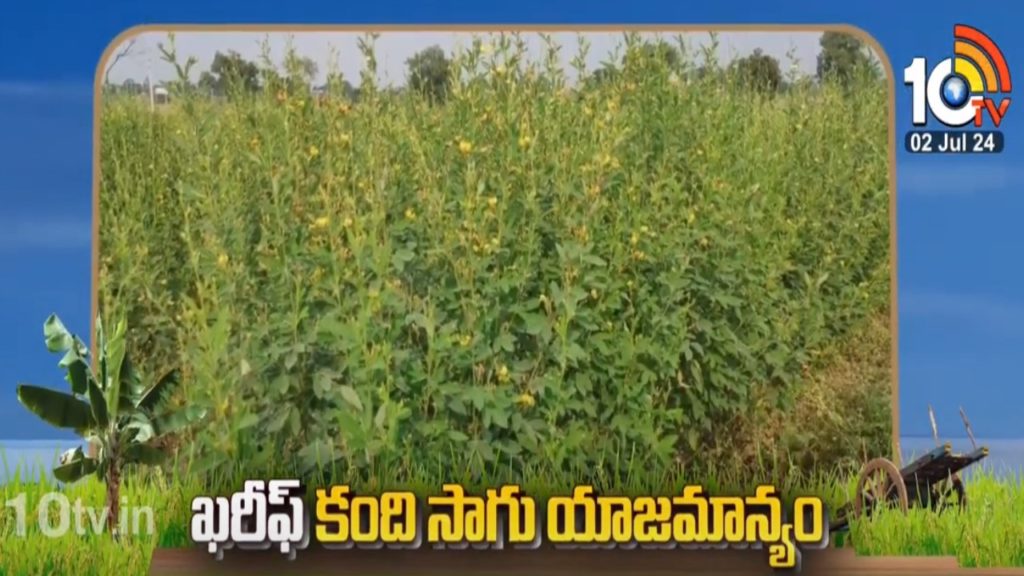 Ownership of Kharif Kandi Cultivation and Methods in Telugu