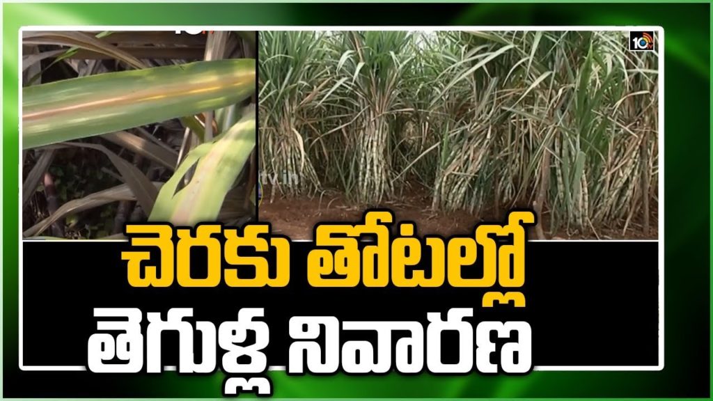 Pest control in Sugarcane Plantations