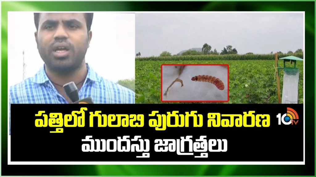 Pink Bollworm Control in Cotton Farming