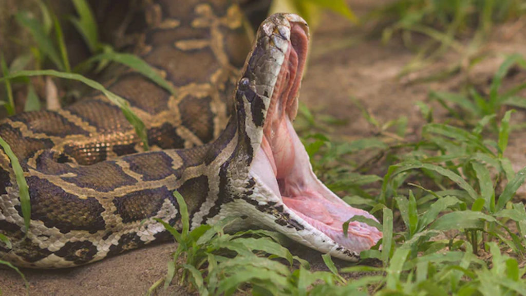 Indonesian Woman Swallowed By Python Near Home