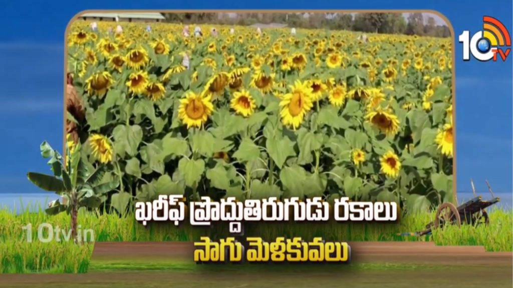 Sunflower Cultivation