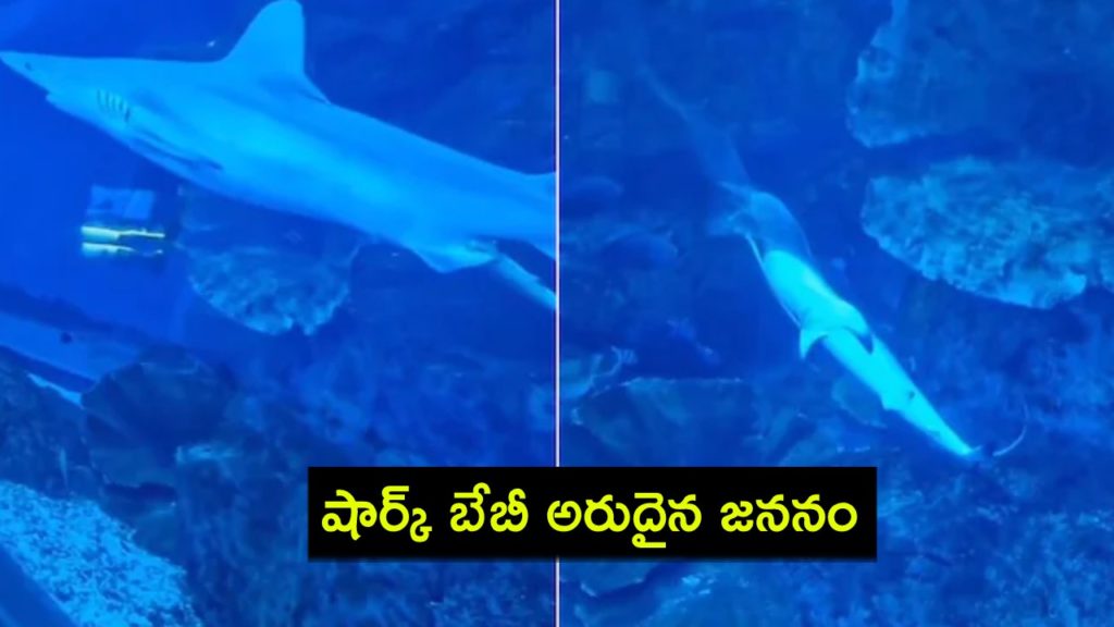 Video Captures Rare Birth Of Baby Shark Inside Dubai Mall Aquariu