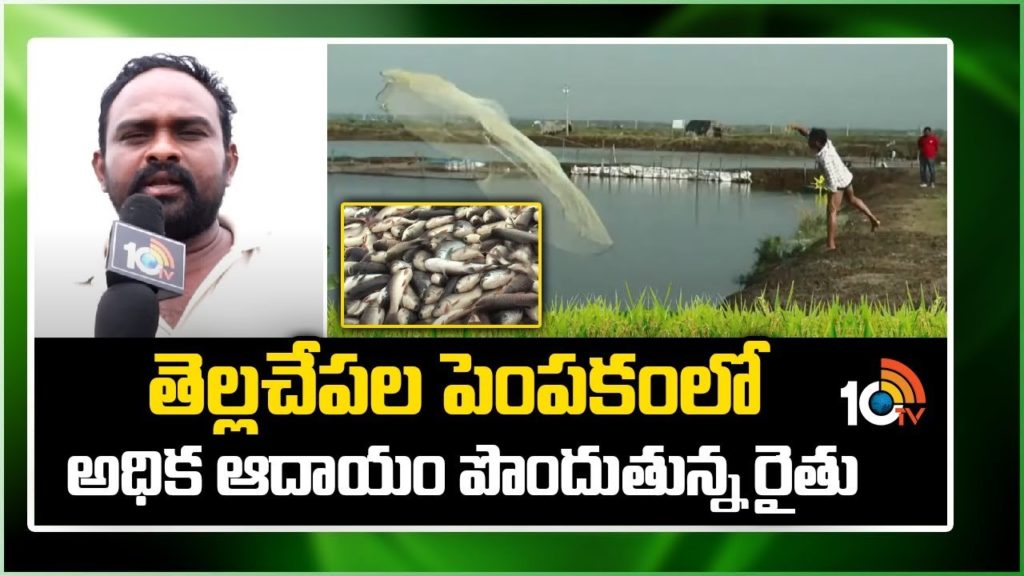 a farmer who earns highest income in white fish farming cultivation