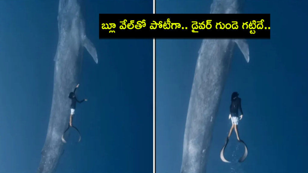 Breathtaking Video Shows Diver Swimming Next To Blue Whale In Maldives