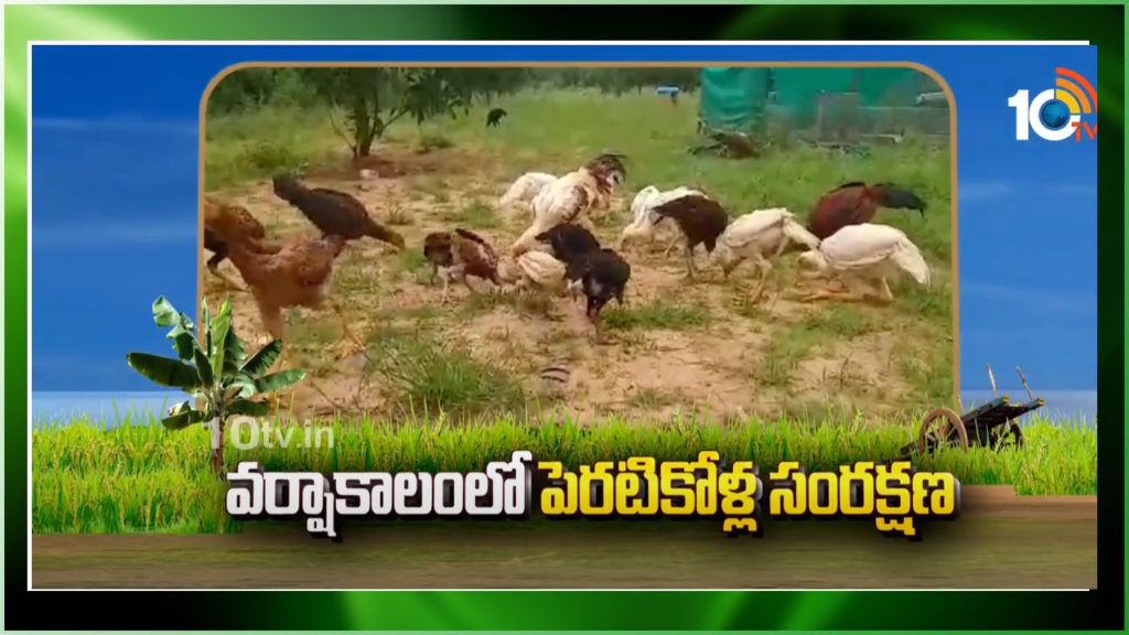 Care Of Poultry In Rain Season