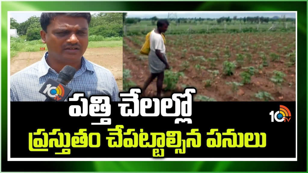 Cotton Cultivation