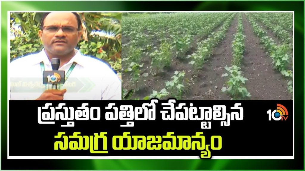 Management of Fertilizers in Cotton Crop