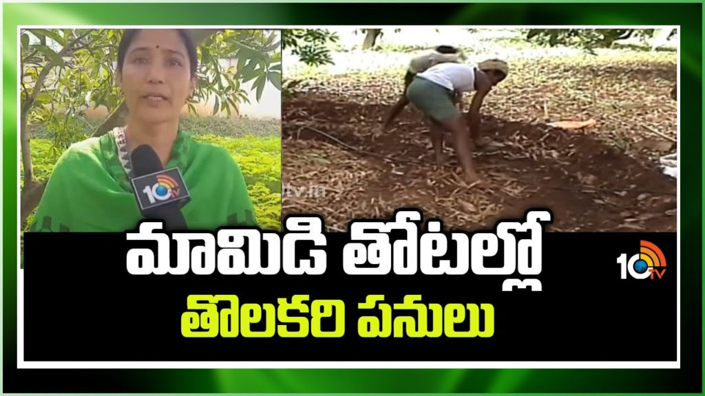 Mango Farming in Monsoon