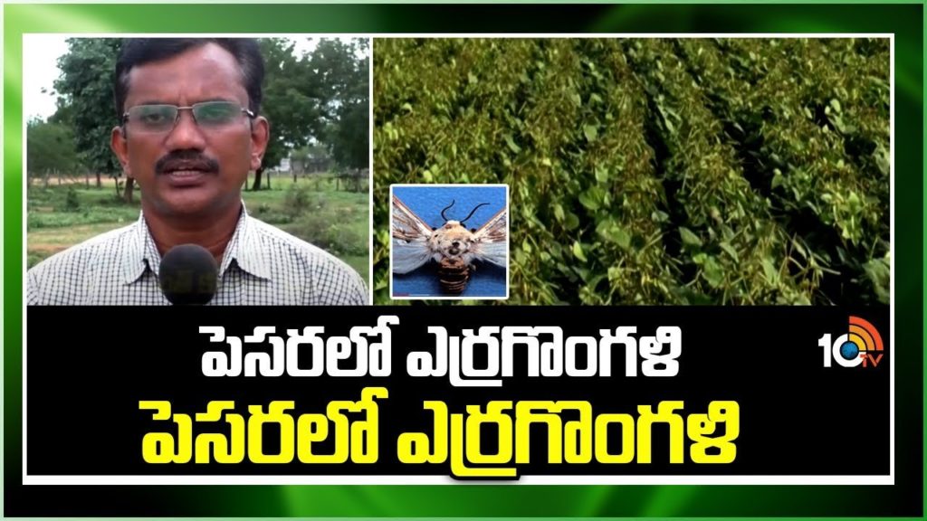 Pest Control In Moong Dal