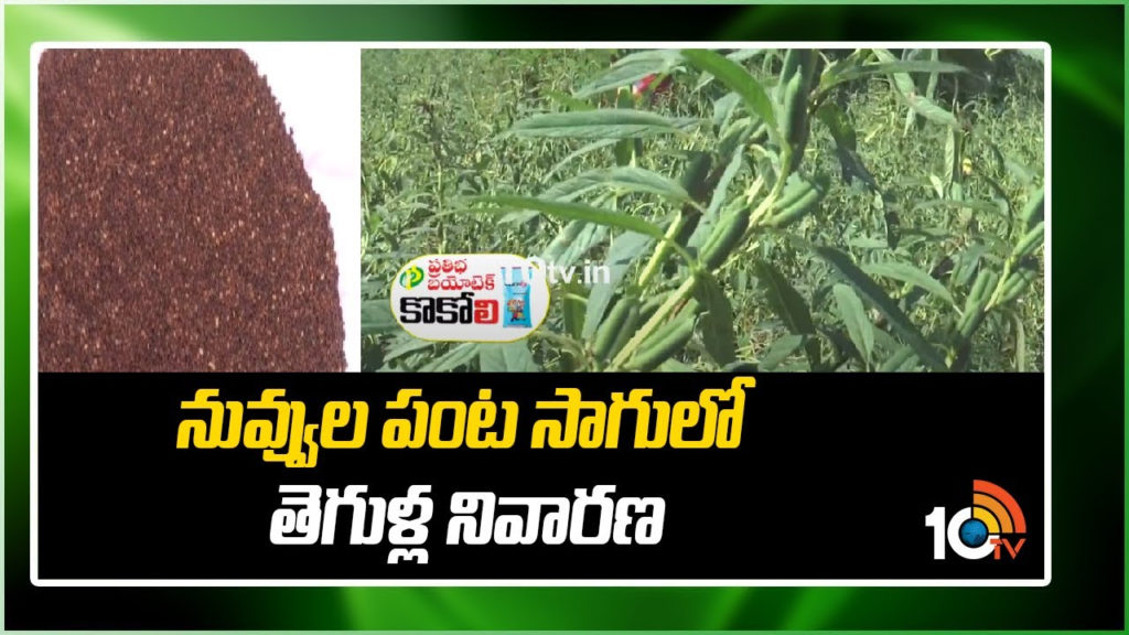 Prevention of pests in sesame crop cultivation