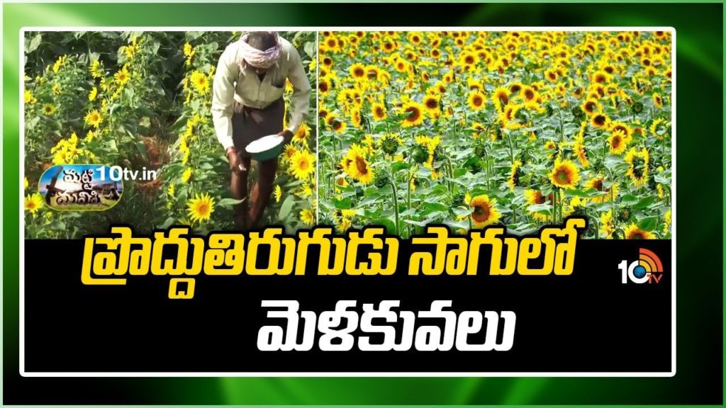 Techniques In Sunflower Cultivation