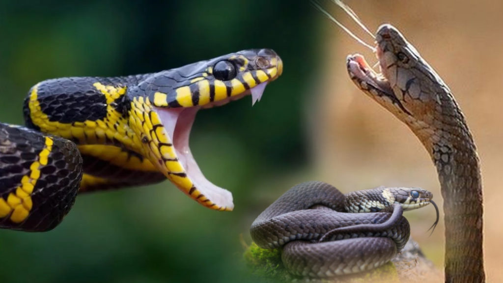 Unknown Facts _ How Much Venom Can A Snake Produce In One Bite