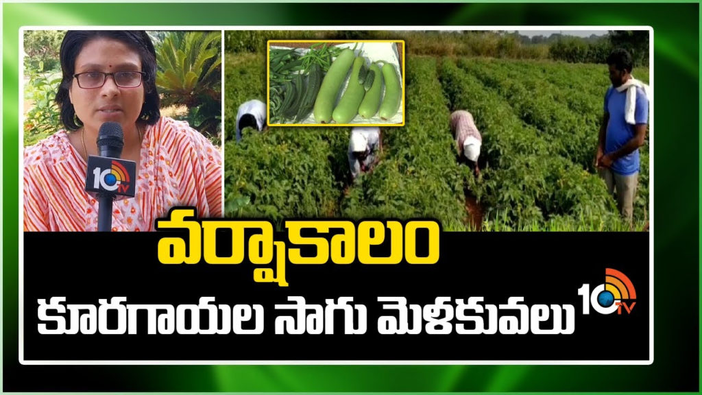 Vegetable Farming in Rainy Season