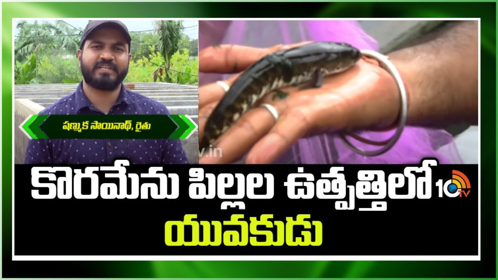 korameenu fish farming techniques in telugu